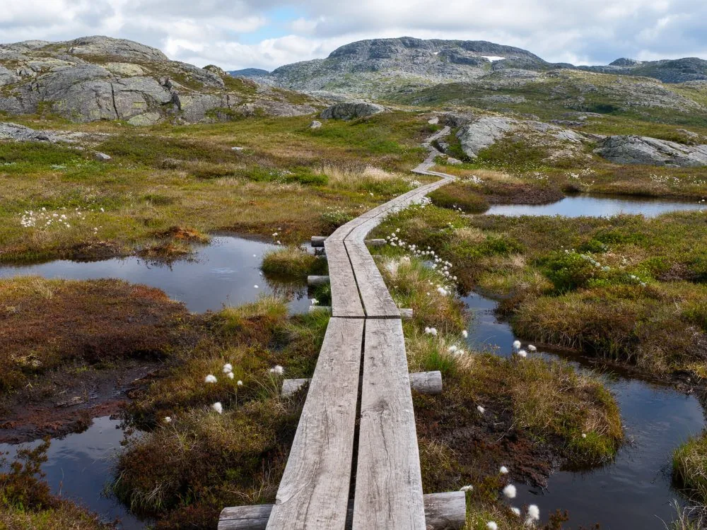Wooden boardwalks carrying the Preikestolen trail across wet marshy ground